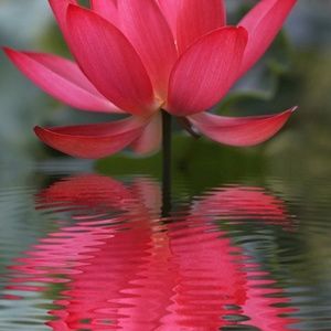 Meet your Posher, Vivian